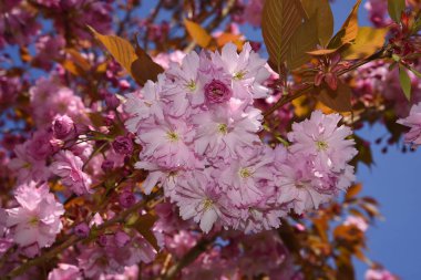 Avrupa'da Kuzey İngiltere'de bir bahçede bir yağmur duş sonra güzel çift süs kiraz çiçeği.Ne zaman bu büyük süs çiçekli kiraz ağacı çiçekli bu kalp kaldırır. Bunun bronz renkli yaprakları ve çifte çiçekleri var. 