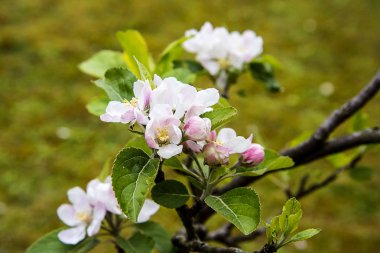 Lancashire bir İngiliz Bahçesinde Bahar Elma Çiçeği