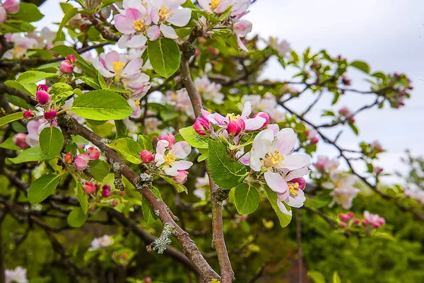 Spring Apple Blossom English Garden Lancashire — Stock Photo, Image