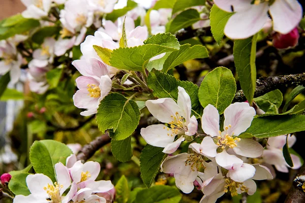 Spring Apple Blossom English Garden Lancashire — Stock Photo, Image