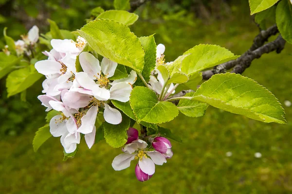 Spring Apple Blossom English Garden Lancashire — Stock Photo, Image