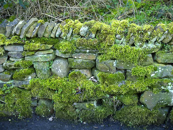 Alte Trockenmauer Wald Lancashire England Diese Mauern Werden Mit Mörtel — Stockfoto