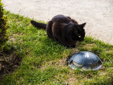 Çek Cumhuriyeti Prag şehir kiralat bölgesinde bir bahçede siyah kedi