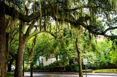 Savannah Georgia ABD 'de sokak ağaçlarında yetişen İspanyol Moss..