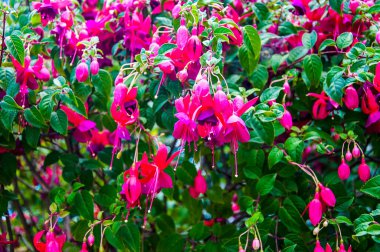 Hearst Şatosu San Simeon California 'da bir Ulusal Tarihi eser. William Randolph Hearst' ün ölümünden sonra mülkü Kaliforniya eyaletine bağışlandı ve her yıl bir milyon ziyaretçiye ev sahipliği yaptı.