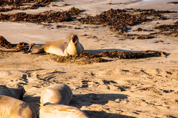 Elephant Seals Pacific Coastline California Usa Cientos Miles Elefantes Marinos — Foto de Stock