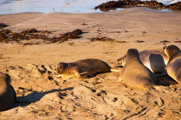 Elephant Seals Coastline Big Sur California Estados Unidos 100 Mil — Fotografia de Stock