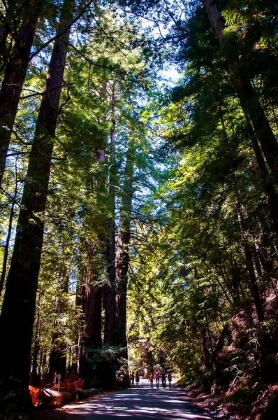 Enormes Árvores Sequoia Parque Nacional Redwood Oregon Eua Redwood National — Fotografia de Stock