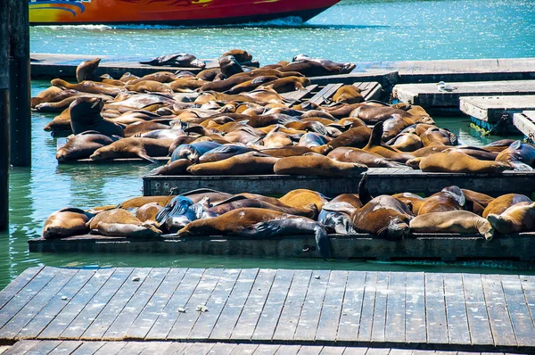 Uma Colônia Leões Marinhos Lado Pier São Francisco Eles Tomaram — Fotografia de Stock