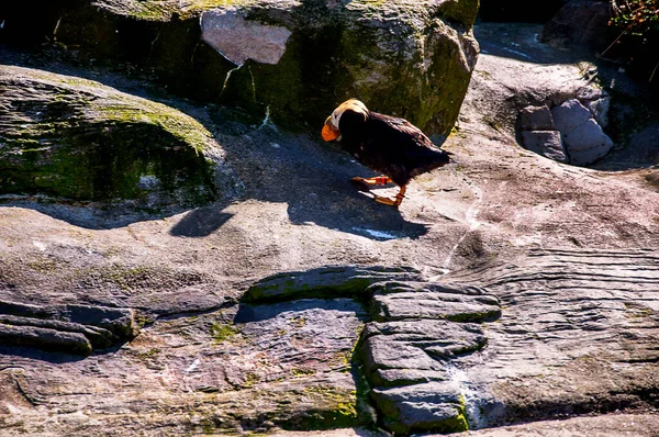 Oregon Coast Aquarium Newport Oregon Usa Localizado Bela Baía Yaquina — Fotografia de Stock