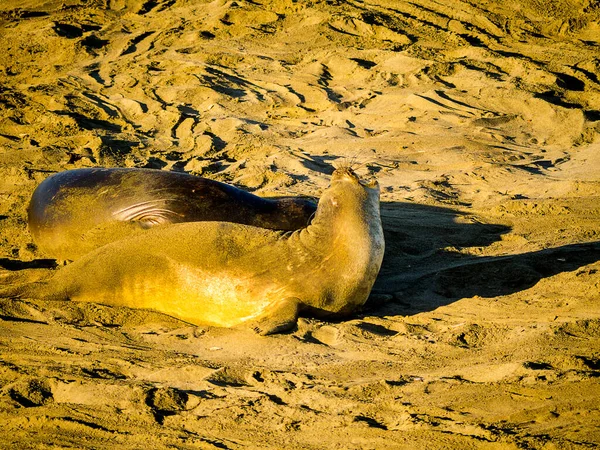 Elephant Seals Pacific Coastline California Usa Cientos Miles Elefantes Marinos —  Fotos de Stock