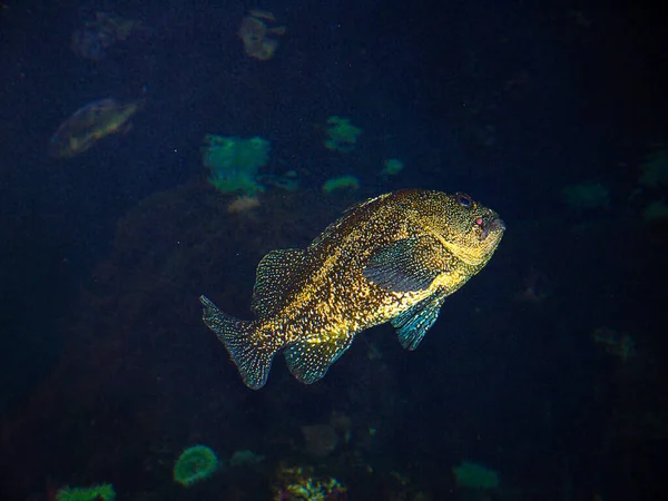 Oregon Coast Aquarium at Newport Oregon USA.Located on beautiful Yaquina Bay in Newport, Oregon. The Oregon Coast Aquarium is at the center of marine education and a top attraction on the Oregon Coast.