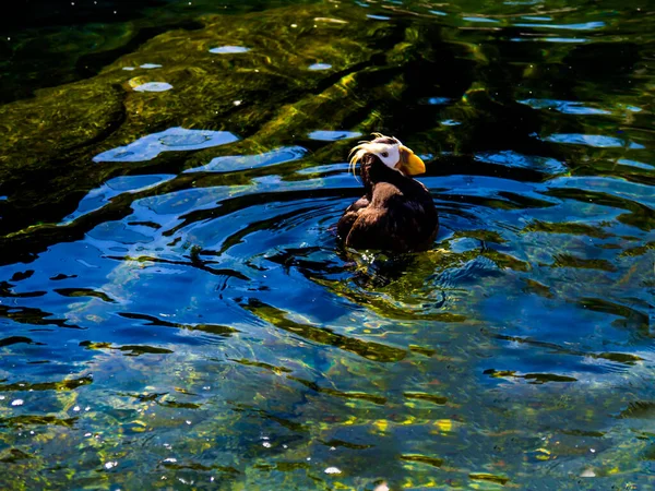 Oregon Coast Aquarium Newport Oregon Usa Das Aquarium Liegt Der — Stockfoto