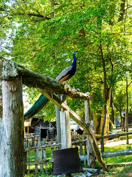 Mostrando Pavo Real Museo Los Apalaches Clinton Tennessee — Foto de Stock