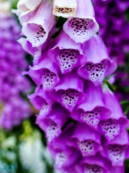 Biltmore Estate Large Private Estate Garden Tourist Attraction Asheville North — Stock Photo, Image