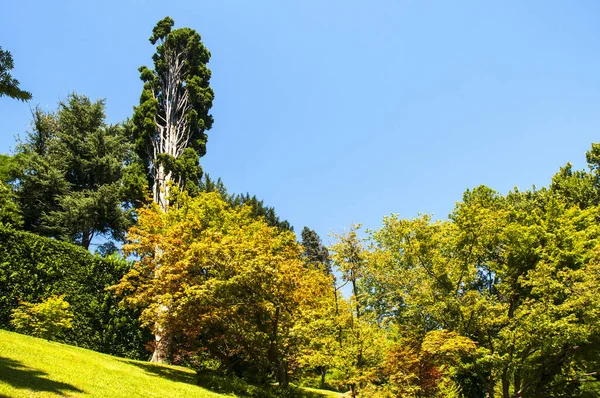 Огромное Секвойское Дерево Саду Берегу Озера Комо Северной Италии — стоковое фото