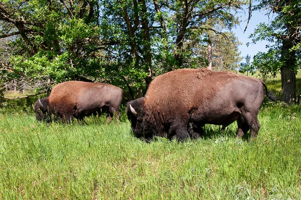 American Buffalo Bison Custer State Park South Dakota Usa Het — Stockfoto