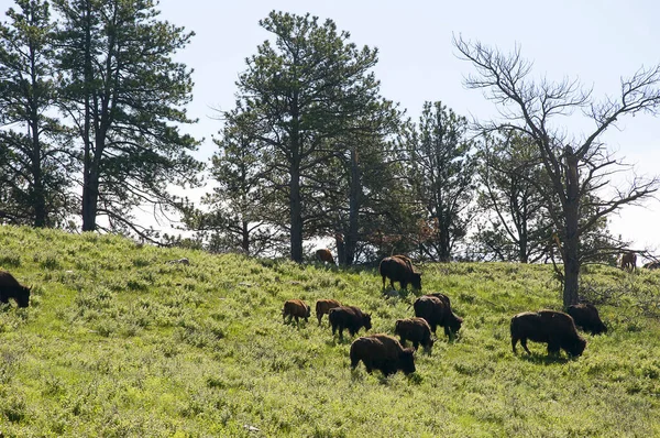 American Buffalo Bison Custer State Park South Dakota Usa Het — Stockfoto