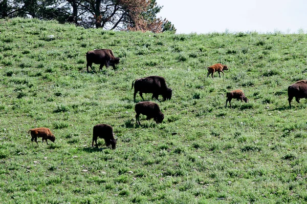 American Buffalo Bison Custer State Park South Dakota Usa Het — Stockfoto