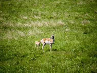 Custer State Park, Güney Dakota 'daki Black Hills' de bulunan vahşi yaşam koruma alanıdır. Park, 1500 özgür bizon sürüsüne ev sahipliği yapmaktadır. Geyik, katır geyiği, beyaz kuyruklu geyik, dağ keçisi, boynuzlu koyun, antilop, dağ aslanı ve yabani eşekleri. 