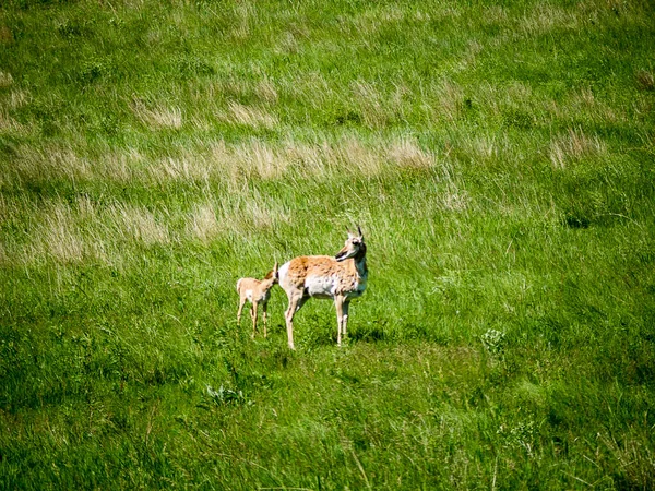 Custer State Park Una Reserva Vida Silvestre Las Colinas Negras — Foto de Stock