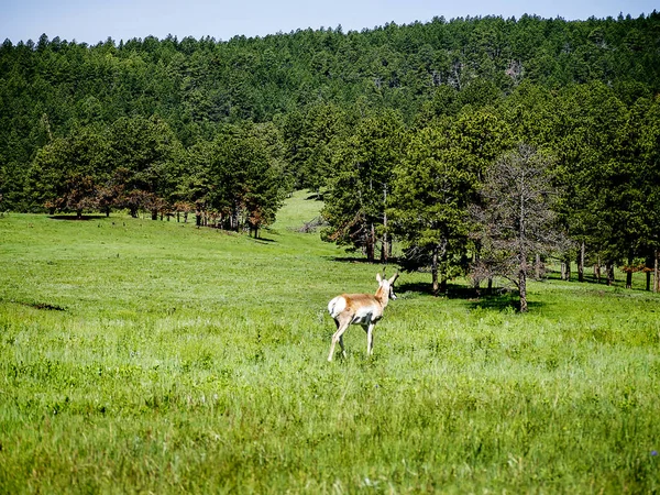 Custer State Park is a wildlife reserve in the Black Hills of South Dakota, The park is home to a herd of 1500 free roaming bison. Elk, mule deer, white tailed deer, mountain goats, bighorn sheep, pronghorn antelope, mountain lions, and feral burros