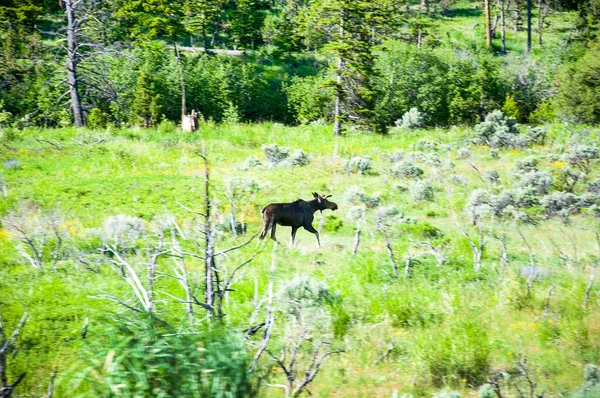 Alce Alimentándose Través Yellowstone National Parkin Wyoming Usa — Foto de Stock