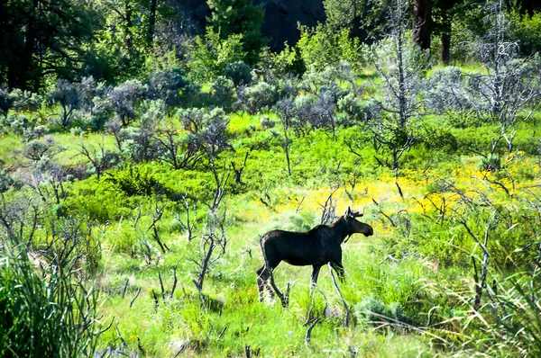 Moose Foerageren Door Yellowstone National Parkin Wyoming Usa — Stockfoto