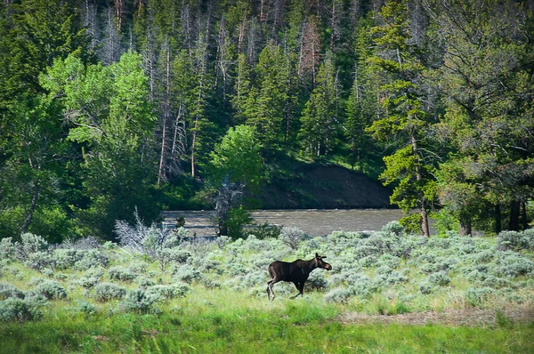 Alce Alimentándose Través Yellowstone National Parkin Wyoming Usa — Foto de Stock