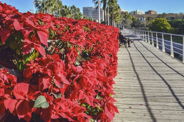 Perspective Red Roses Sunny Day Valencia — Stock Photo, Image