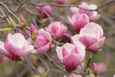 Elinde çilek olan bir tabak..