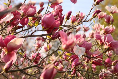 Elinde çilek olan bir tabak..