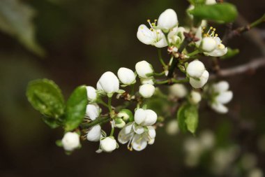 Bahçede beyaz çiçekler