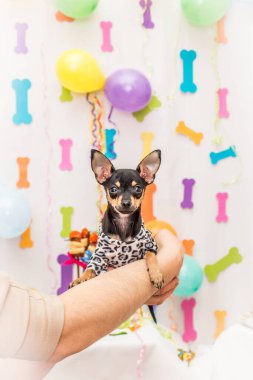 Pembe şenlik arka planında cüce bir erkek köpek yavrusunun yakın çekimi..