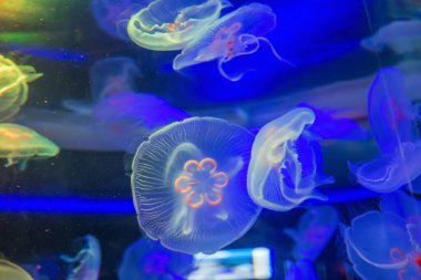 Lezzetli zehirli okyanus denizanası.