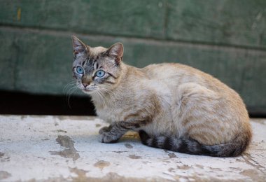 Evin yanında açık mavi gözlü, çok sevimli bir evsiz kedi piercingli bir bakışla fotoğrafçıya bakıyor. Dışarıda güneşli yaz havası var..