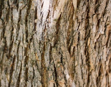 Eski bir ışık ağacı kabuğu arka plan veya doku olarak kullanılabilir.
