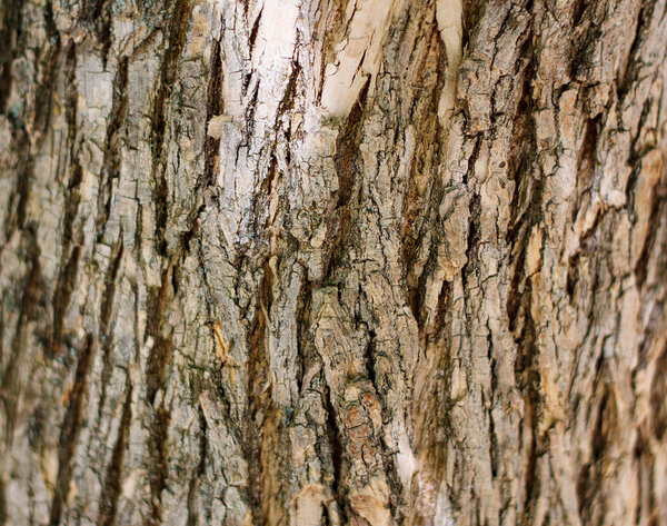 Старая кора светлого дерева может быть использована как фон или текстура
.