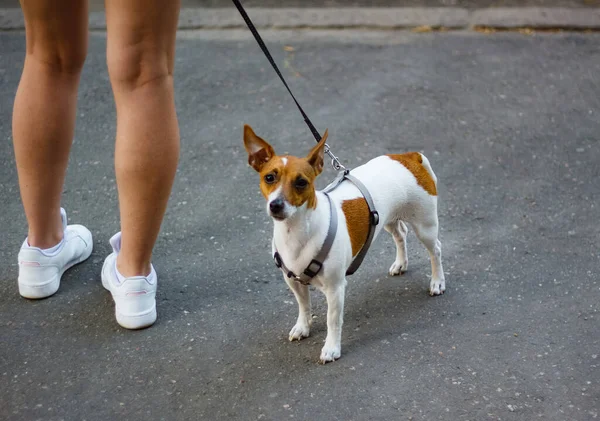Kız elinde köpek Teddy Roosevelt Terrier ile sokakta duruyor. Bu meraklı köpek doğrudan kameraya bakıyor.