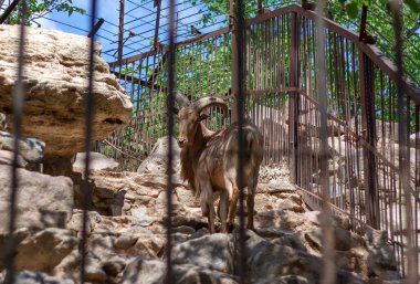 Kayalardaki dağ keçisi kafesin parmaklıklarından fotoğrafçıya bakmak için döndü. Hayvanat bahçesinde hava güneşli..