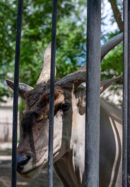 Kafesteki bir antilobun kafasının fotoğrafı. Seçici odaklanma. Fotoğrafçıya bakıyor. Hayvanat bahçesinde hava güneşli..  