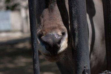 Bir antilobun kafa ve burun fotoğrafı. Seçici odaklanma. Fotoğrafçıya bakıyor. Hayvanat bahçesinde hava güneşli..  