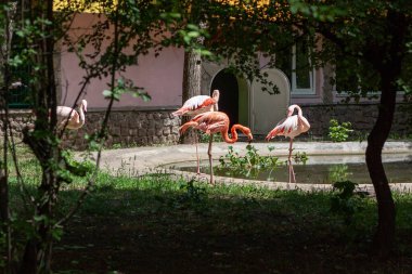 Bir grup pembe flamingo göletin yanında güneşin altında duruyor. Parlak tüyleri, uzun bacakları ve boyunları vardır. Hayvanat bahçesinde hava güneşlidir..  