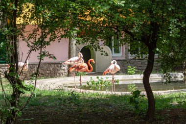 Bir grup pembe flamingo göletin yanında güneşin altında duruyor. Parlak tüyleri, uzun bacakları ve boyunları var. Hayvanat bahçesinde yaz güneşli..  