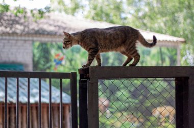 Vahşi bir evsiz kedi, güneşli yaz havasında demir çitlere çıkıyor. Arka planda yeşil ağaçlar ve ev bulanık.. 