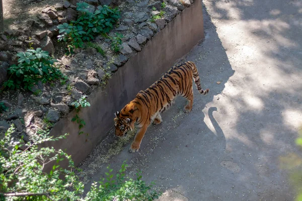 Tigre Caminha Seu Aviário Solitário Tempo Ensolarado Zoológico — Fotografia de Stock