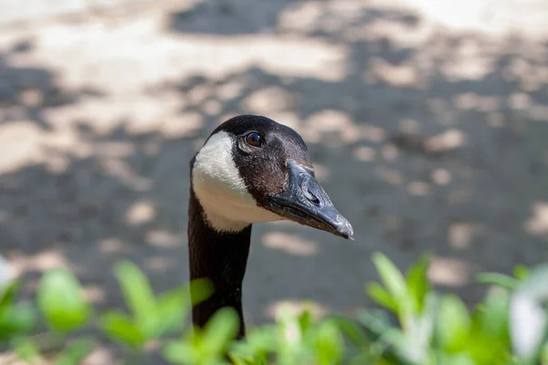Photo of the head of a Canada goose  peeping out on the left side from behind green bushes on a blurry  background.. The weather is sunny in a zoo.