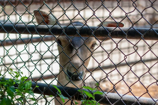 Foto Cabeça Cervo Bebé Este Animal Está Pouco Desfocado Foco — Fotografia de Stock