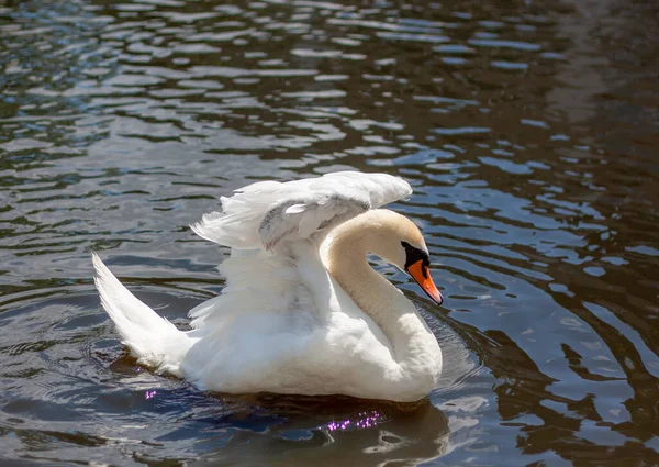 Photo Des Cygnes Blancs Sur Lac Leva Ses Ailes Qui — Photo