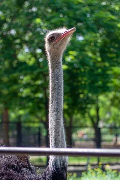 Photo Tête Cou Une Autruche Africaine Sur Fond Arbres Flous — Photo